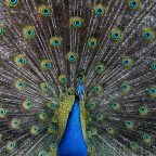 My feathered friends
