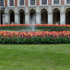 Historic Royal Palaces: A visit to the Hampton Court Tulip Festival