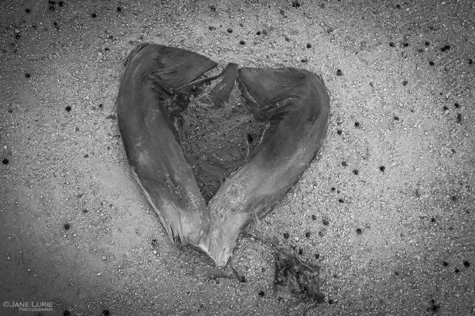 Nature, Monochrome, Close-Up, Black and White, Photography, Nikon, Fujifilm X-T2