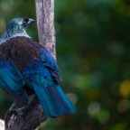 Photography: Tiritiri Matangi Island