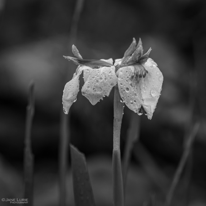 Nature, Monochrome, Close-Up, Black and White, Photography, Nikon, Fujifilm X-T2