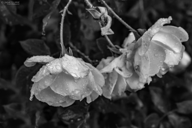 Nature, Monochrome, Close-Up, Black and White, Photography, Nikon, Fujifilm X-T2