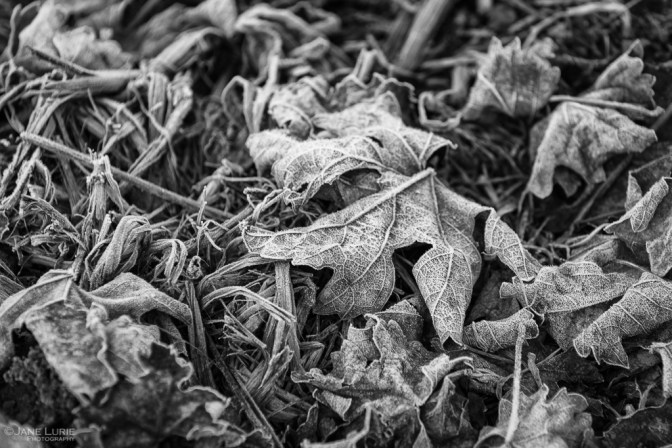 Nature, Monochrome, Close-Up, Black and White, Photography, Nikon, Fujifilm X-T2