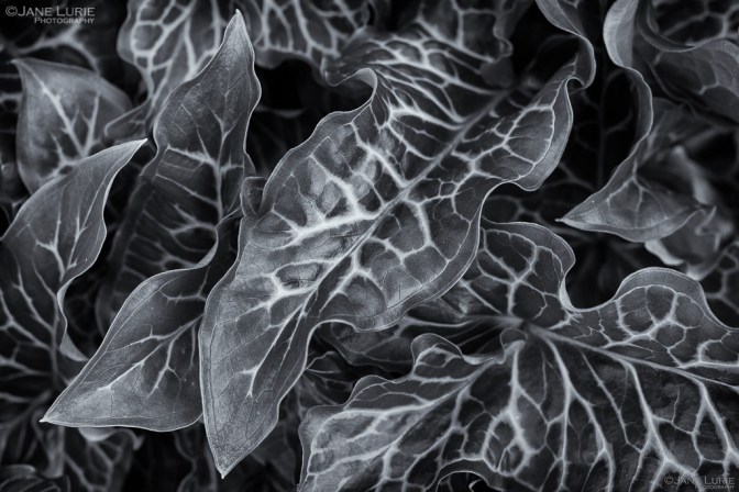 Nature, Monochrome, Close-Up, Black and White, Photography, Nikon, Fujifilm X-T2