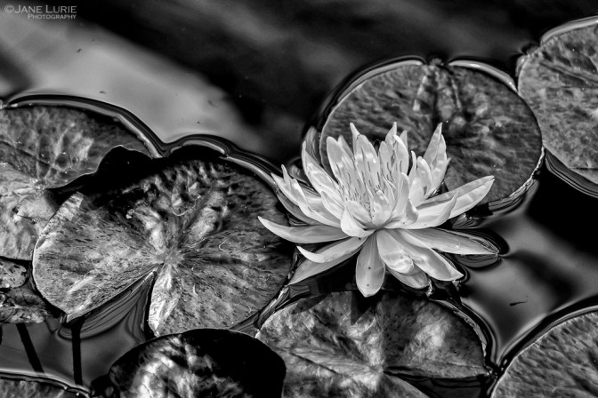 Nature, Monochrome, Close-Up, Black and White, Photography, Nikon, Fujifilm X-T2