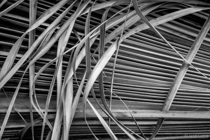 Nature, Monochrome, Close-Up, Black and White, Photography, Nikon, Fujifilm X-T2