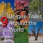 9 Unique Trees Around the World
