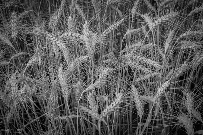 Nature, Monochrome, Close-Up, Black and White, Photography, Nikon, Fujifilm X-T2