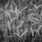 Monochrome Moments in Nature