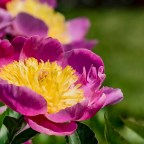 Tips – Various Lenses for  Flowers