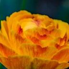 A Photo a Week Challenge:  Layers (Ranunculus)