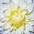 Life in Colour – White Flowers