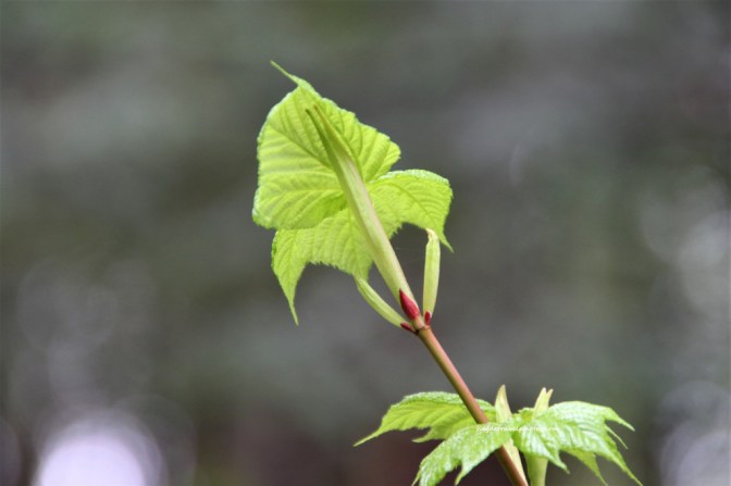 The Adirondacks, New York