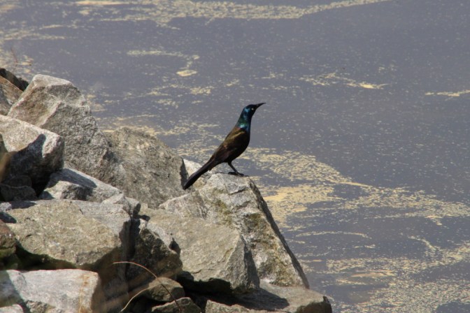 The Adirondacks, New York
