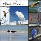 Birds of colour