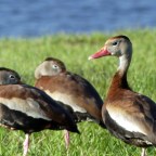Birdingwatching and Blessings – 6/1/21