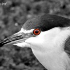 Photography Tips & Selective Color