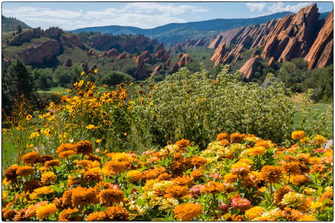 flowers, red rocks, colorado