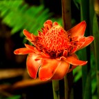 Tropical Flowers