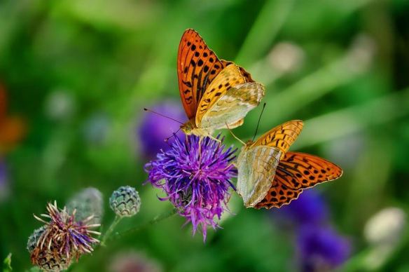 Secondary Colors-Butterflies