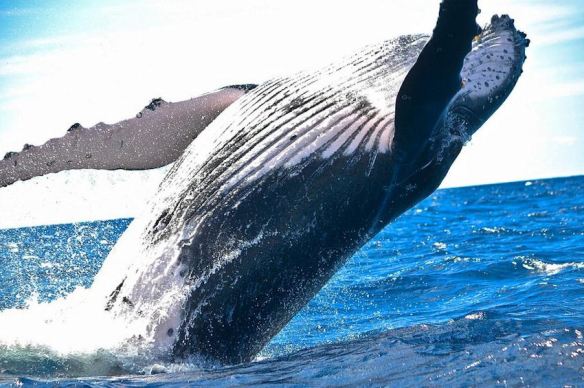 Black &amp; White - Whale