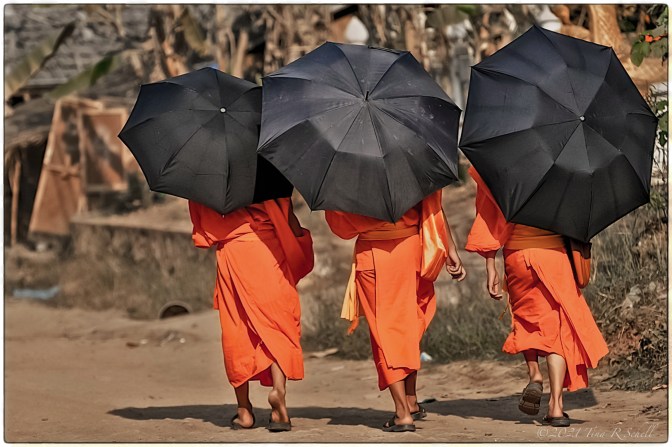 THREE, MONKS, ORANGE, BLACK UMBRELLAS