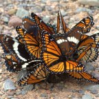A “Flutter” of Fascinating Butterfly Facts