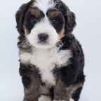Top 5 Tricks and Commands to Teach Your New Puppy!