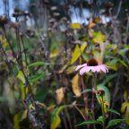 You can learn a lot of things from the flowers.