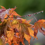 Lens-Artists: Bokeh