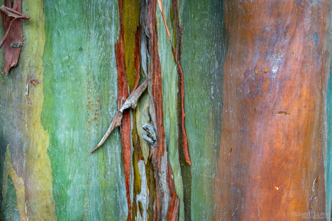 Photography, Close-up, Nature, Colors, Fujifilm X-T4, flowers, trees, Plants, Gardens