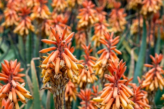 Photography, Close-up, Nature, Colors, Fujifilm X-T4, flowers, trees, Plants, Gardens