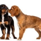 Preparation for a New Puppy! (The meet & greet with Max)