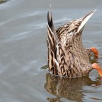 A Visit To Llanelli Wetlands. Images of birds and the video of the day!