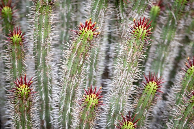 Photography, Close-up, Nature, Colors, Fujifilm X-T4, flowers, trees, Plants, Gardens