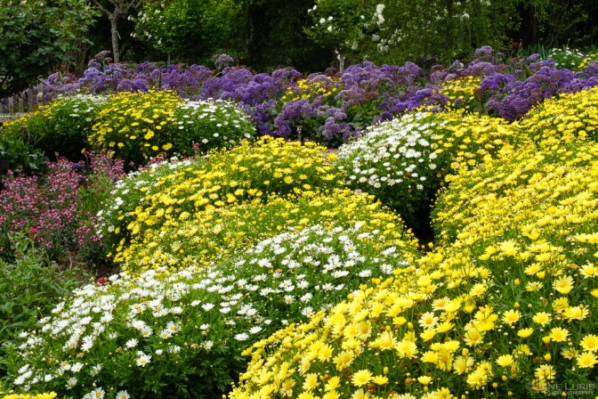 Photography, Close-up, Nature, Colors, Fujifilm X-T4, flowers, trees, Plants, Gardens