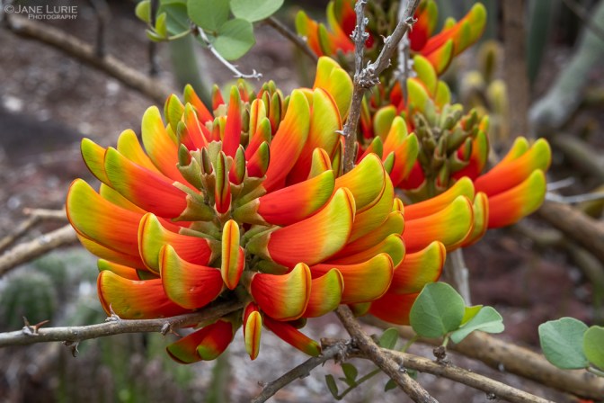 Photography, Close-up, Nature, Colors, Fujifilm X-T4, flowers, trees, Plants, Gardens