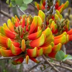 Nature’s Colors