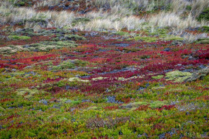 Photography, Close-up, Nature, Colors, Fujifilm X-T4, flowers, trees, Plants, Gardens