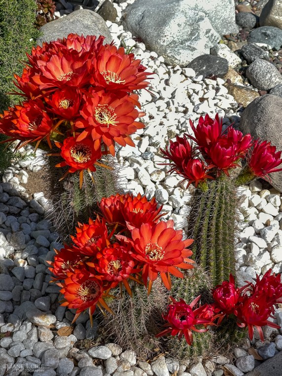 Photography, Close-up, Nature, Colors, Fujifilm X-T4, flowers, trees, Plants, Gardens