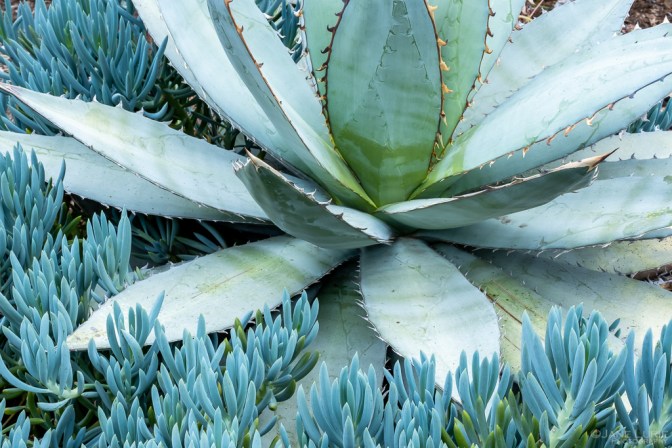 Photography, Close-up, Nature, Colors, Fujifilm X-T4, flowers, trees, Plants, Gardens