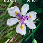 Mobile Photography | Editing Tips #2