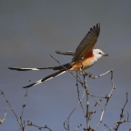 SCISSOR-TAILED FLYCATCHER:  the Texas Bird of Paradise