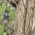 Blue jay enjoying a suet cake