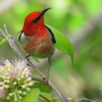 Five at Five – Brian Dodd of Bushboy Photography