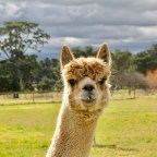 Let us go for a walk