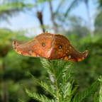 Puncak: Jakarta’s Lush Backyard