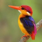 Oriental Dwarf Kingfisher